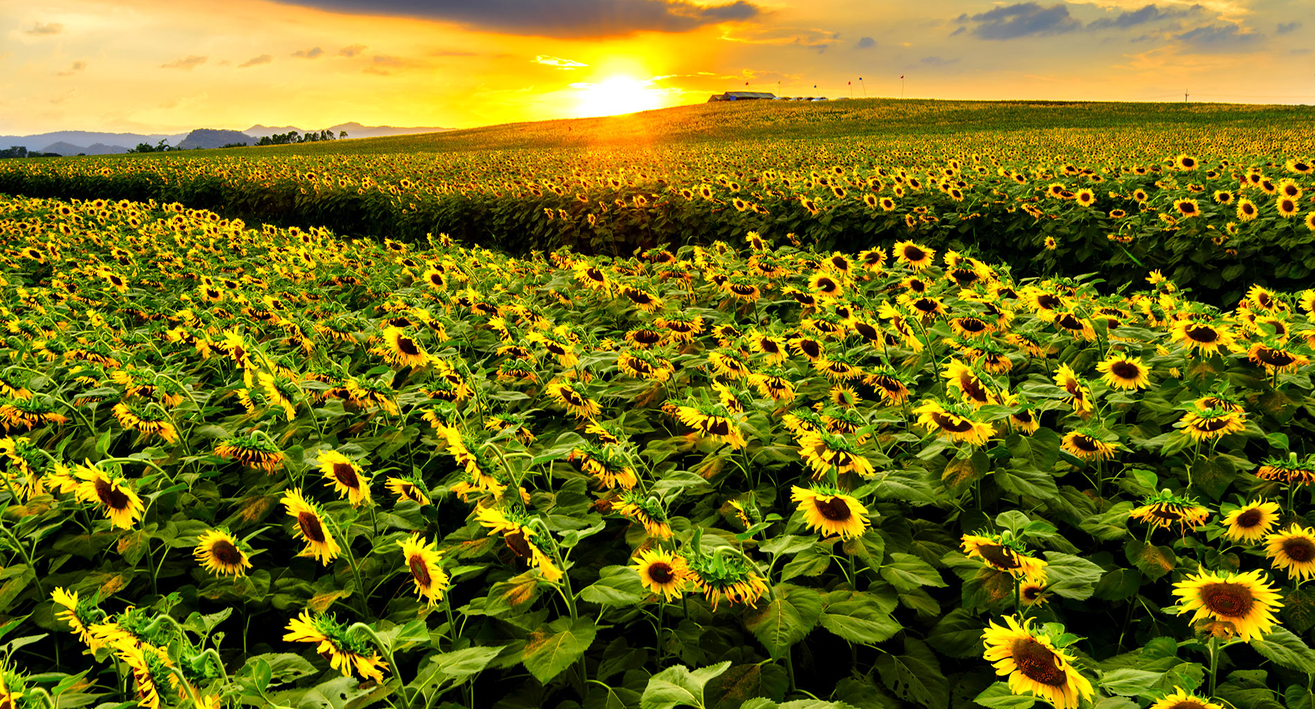 Iowa Fields